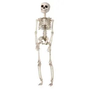 Skelett 29cm